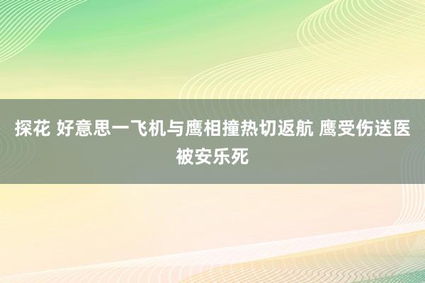 探花 好意思一飞机与鹰相撞热切返航 鹰受伤送医被安乐死